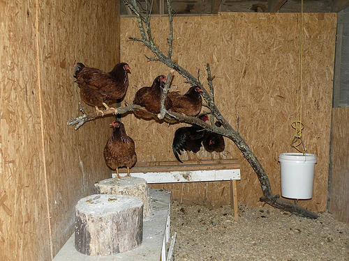 furnish your chicken coop with natural roosting decor find a large ...