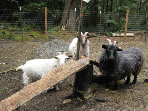 DIY Goat Climbing Ramp - PetDIYs.com